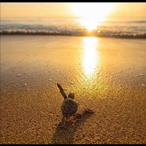 Meet your Posher, Carrielee